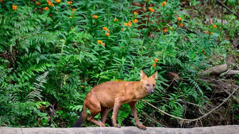 Dhole AKA Asiatic Wild Dog (Cuon alpinus) in Khao Yai National Park, 80 miles (130km) north of Bangkok, Thailand